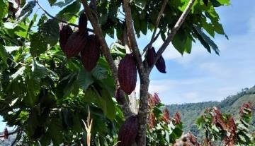 plantas_cacao2.jpg