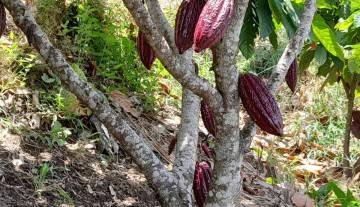 plantas_cacao3.jpg