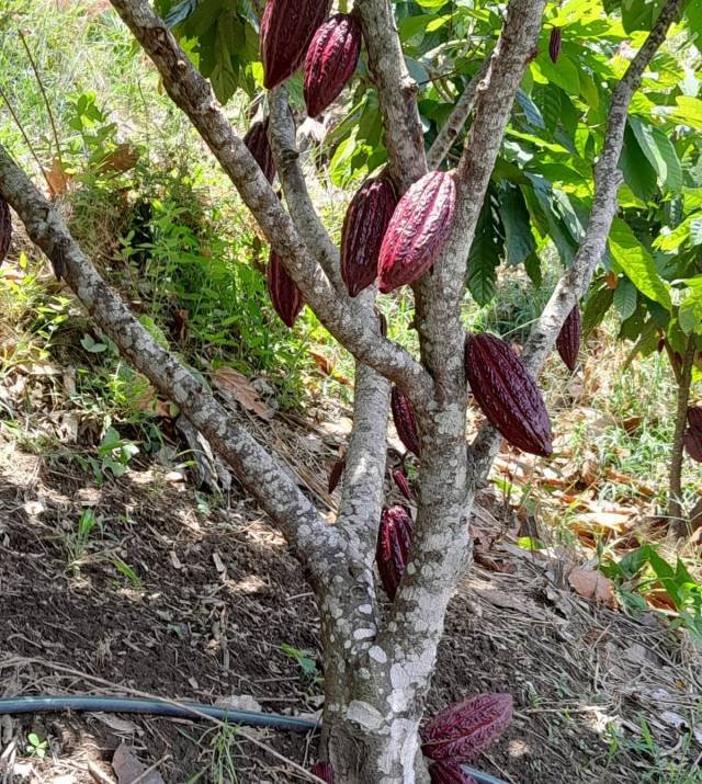 plantas_cacao3.jpg