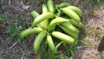 platanos_finca.jpg